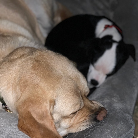 Meet your Posher, Maisie - Picture 1 of 1